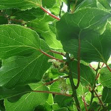 Des images de diffrentes plantes